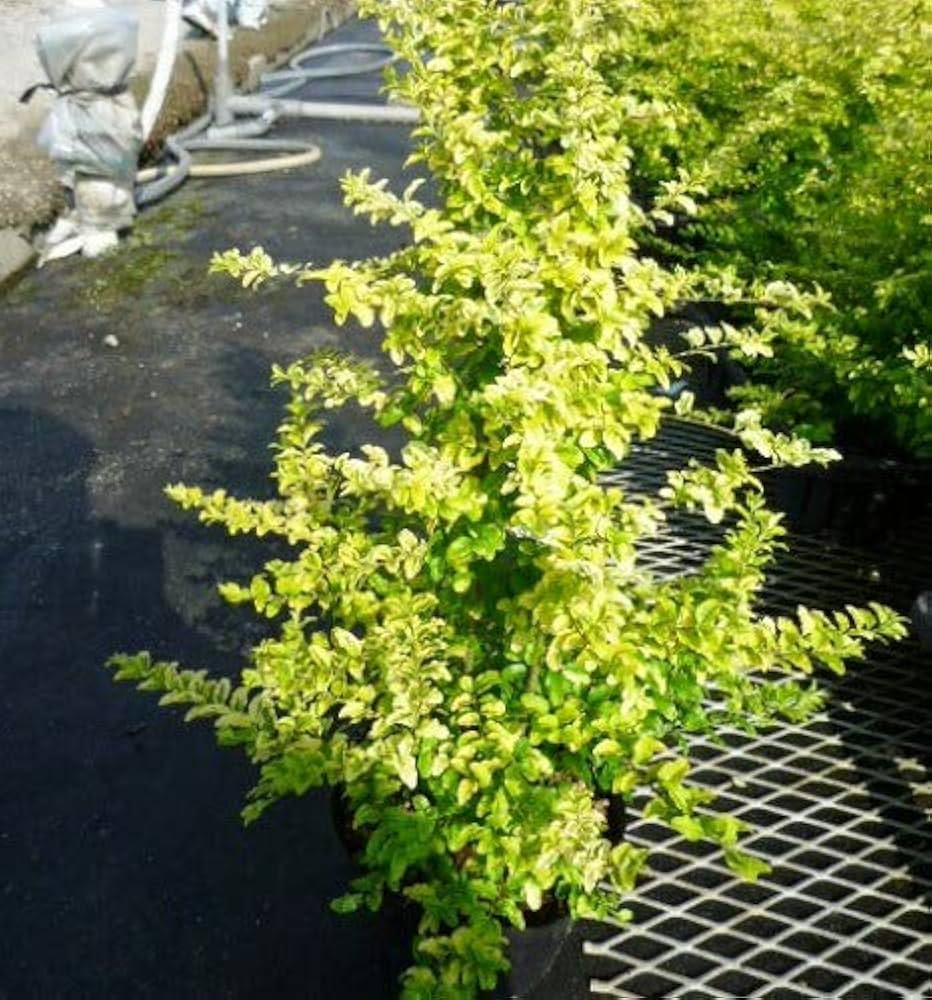 【玄人専用】 黎明の先 LemonLimeリキッド1.0ml H4CBH13 玄人専用】 黎明の先 LemonLimeリキッド1.0ml H4CBH12