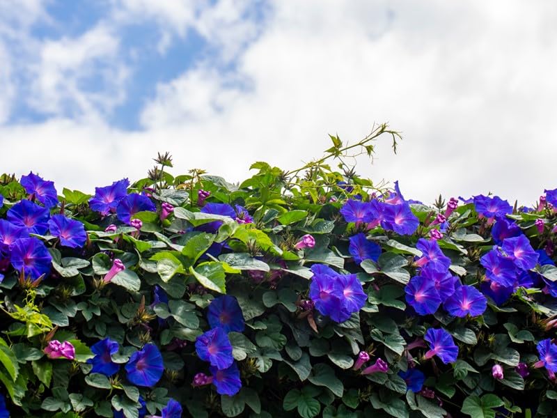 Image of Morning Glory Climbing Flowers Seeds for Home and Gardening, Pack of 30 Seeds
