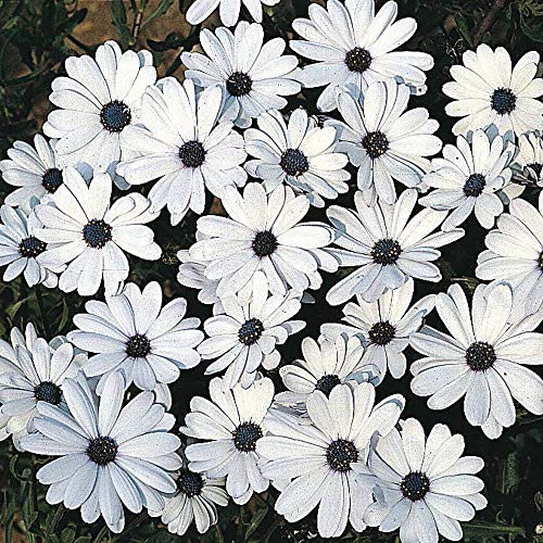How to deadhead osteospermum How to deadhead osteospermum