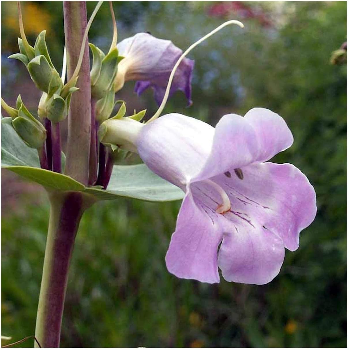 Everwilde Farms - 1/4 Lb Large-Flowered Beardtongue Native Wildflower Seeds - Gold Vault