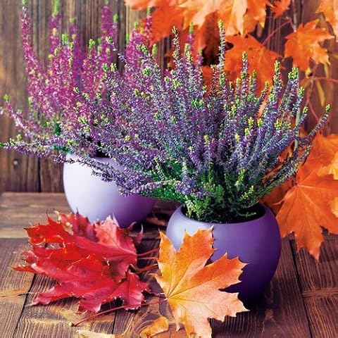 20 Servietten Herbstbl?tter an Besenheide als Tischdeko f?r den Herbst 33x33cm Cover