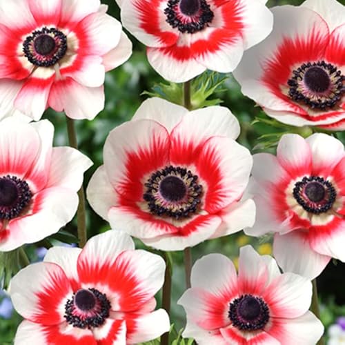 アネモネ 【 一重咲き 白に赤 】 球根 25ml 秋植え プランター栽培 花壇 花の大和のサムネイル