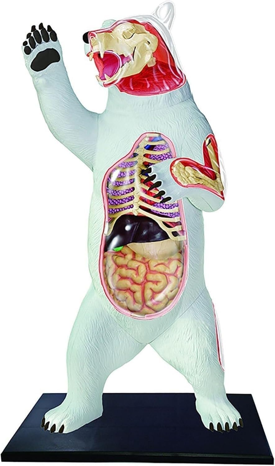Modello anatomico dell'orso polare 4D, modelli di anatomia animale con 36 parti staccabili, modello di scheletro dell'organo dell'orso polare, for l'insegnamento medico degli animali