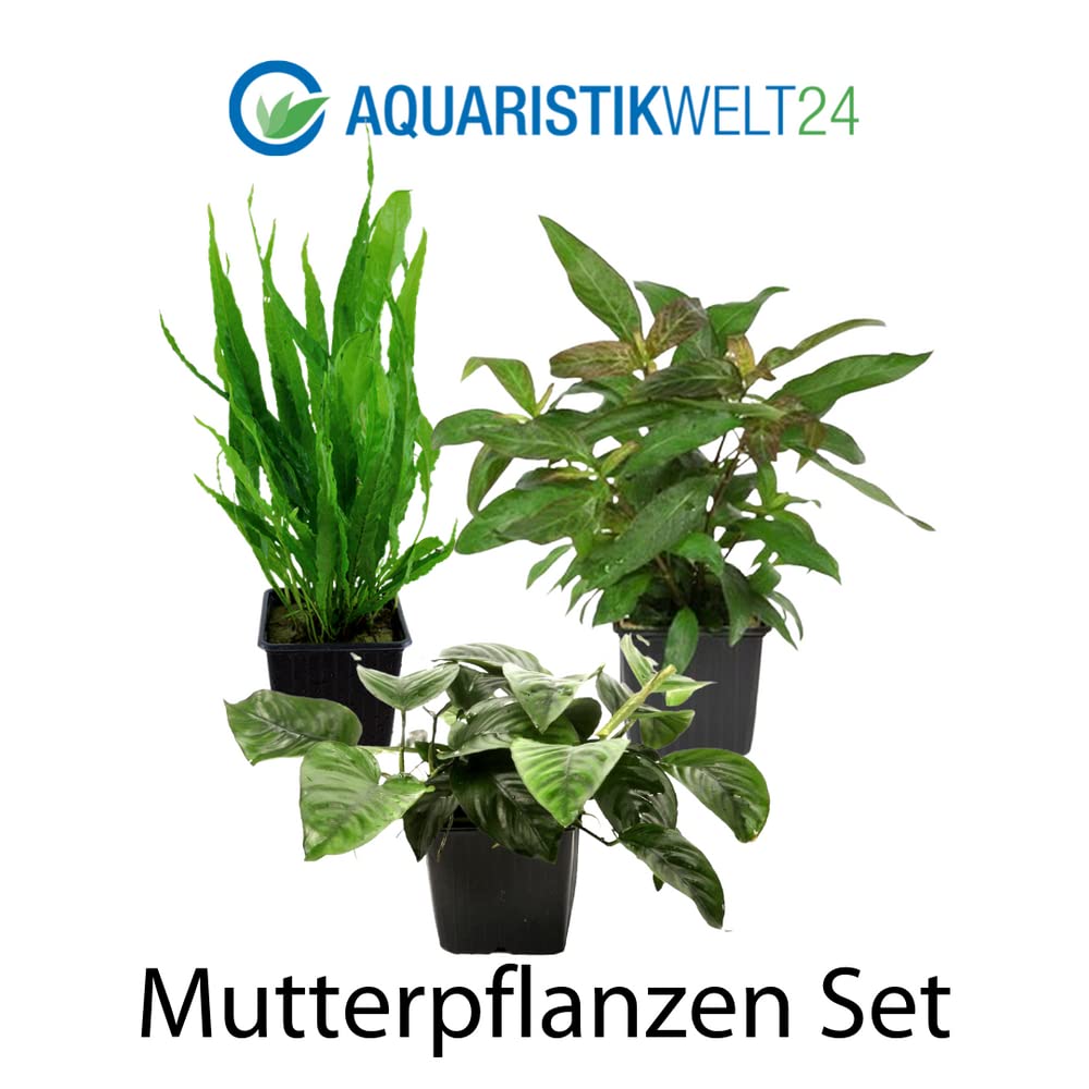 AquaOne Piante per acquario, 3 piante matrici XL, pianta madre per acquario, Anubias barteri Microsorum pteropus Hygrophila corymbosa I Set di 3 piante acquatiche