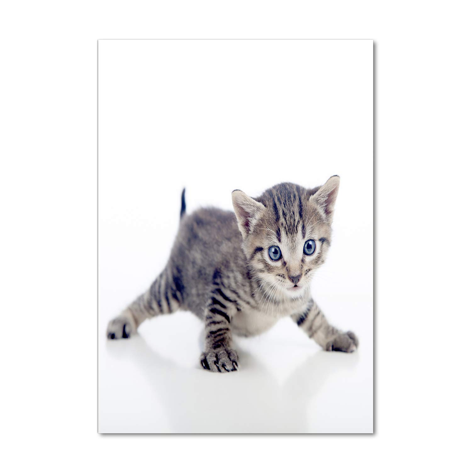 Tableau sur verre acrylique de petit chat pour créer un salon cosy et chaleureux