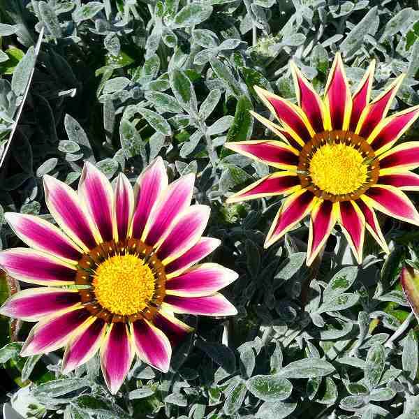 Amazon.co.jp: 宿根ガザニア 苗 アズテック 3.5号 ピンク シルバー