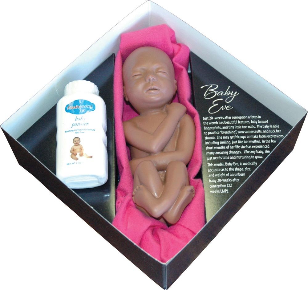 Touch Of Life Baby Eve 20 Week Fetal Model Ethnic Desertcart INDIA