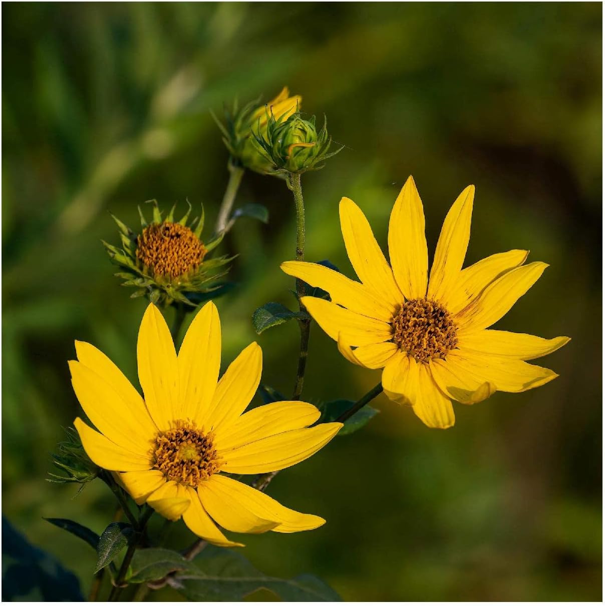 Everwilde Farms - 1/4 Lb Saw-Tooth Sunflower Native Wildflower Seeds - Gold Vault