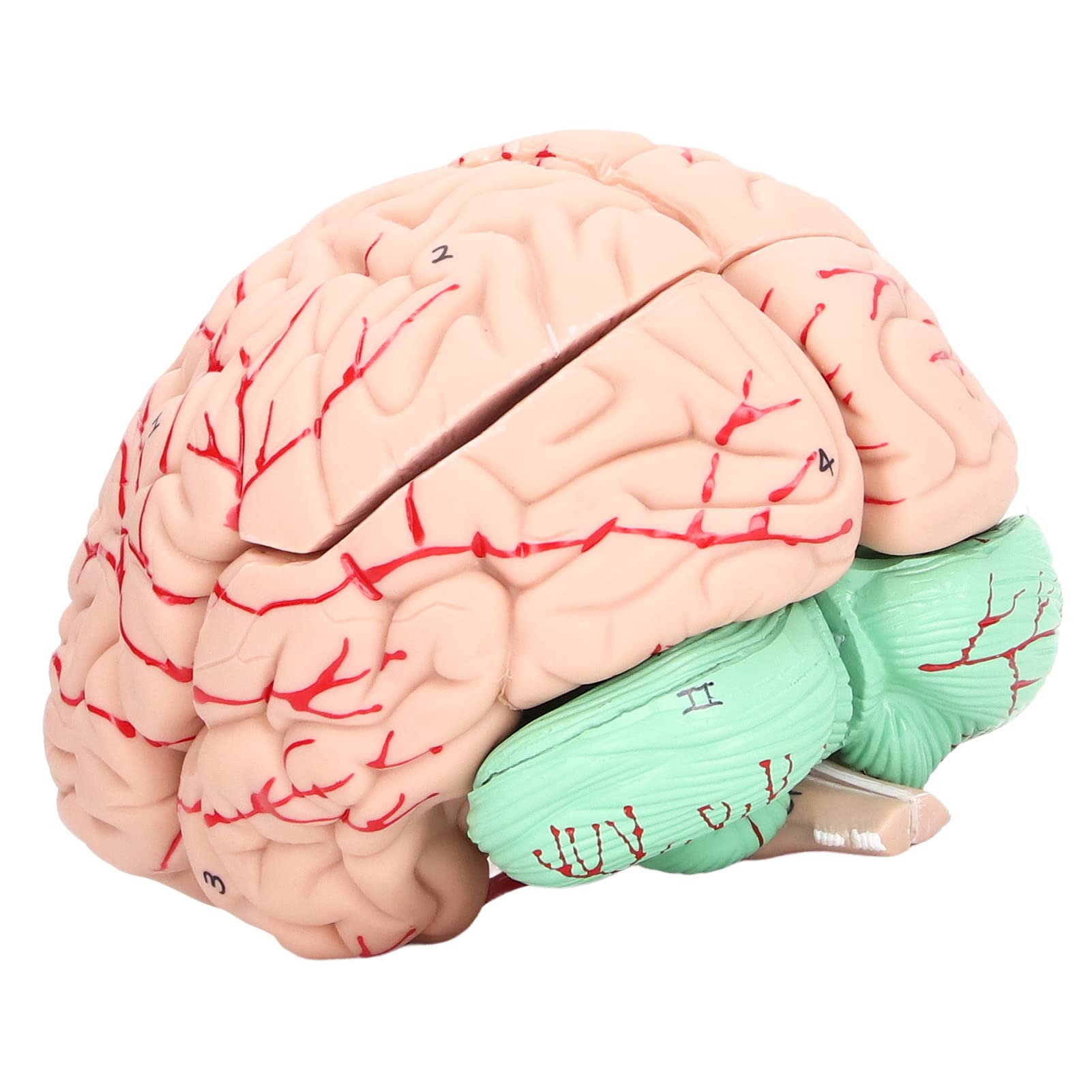 GOWENIC Modello Anatomia Cervello Umano Smontabile per Studio Scolastico