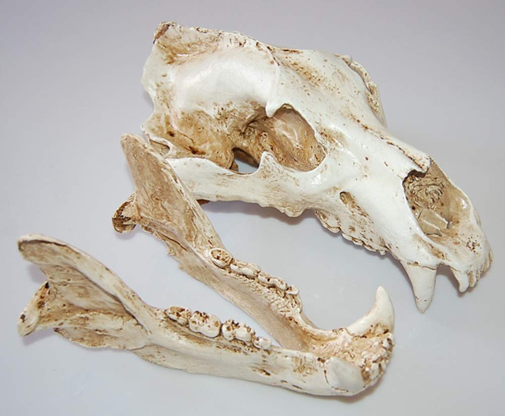 Amazon.com: Polar Bear Skull Model - Life Size Resin Crafts Movie