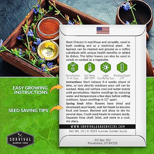 Survival Garden Seeds Root Chicory Seed for Planting - 3 Packets with Instructions to Plant and Grow Coffee Chicory in Your Home Vegetable Garden - Non-GMO Heirloom - Image 2