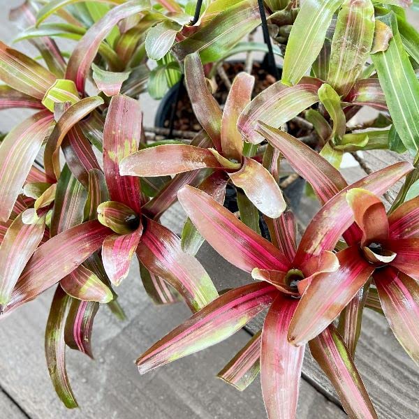 Amazon｜おしゃれ 着生植物 観葉植物：ネオレゲリア サンセットボール