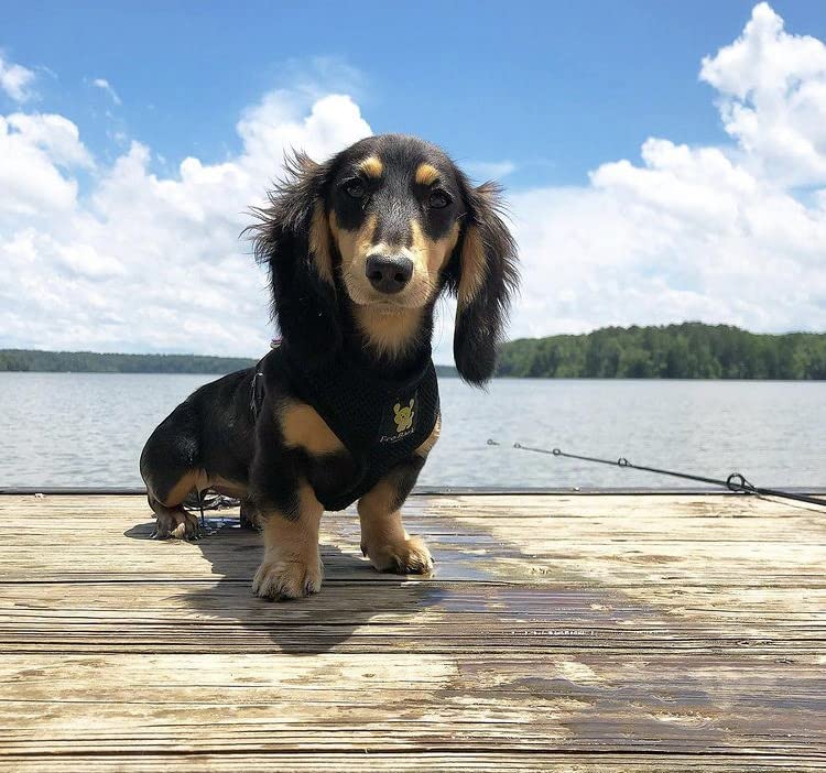 EcoBark-Dog-Harness-Eco-Friendly-Max-Comfort-Harnesses-Luxurious-Soft-Mesh-Halter-Over-The-Head-Harness-Vest-No-Pull-and-No-Choke-for-Puppy-Toy-Breeds-Small-Dogs-Small-Black