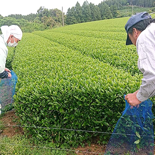 Té verde descafeinado orgánico 10 saquitos miniatura 6
