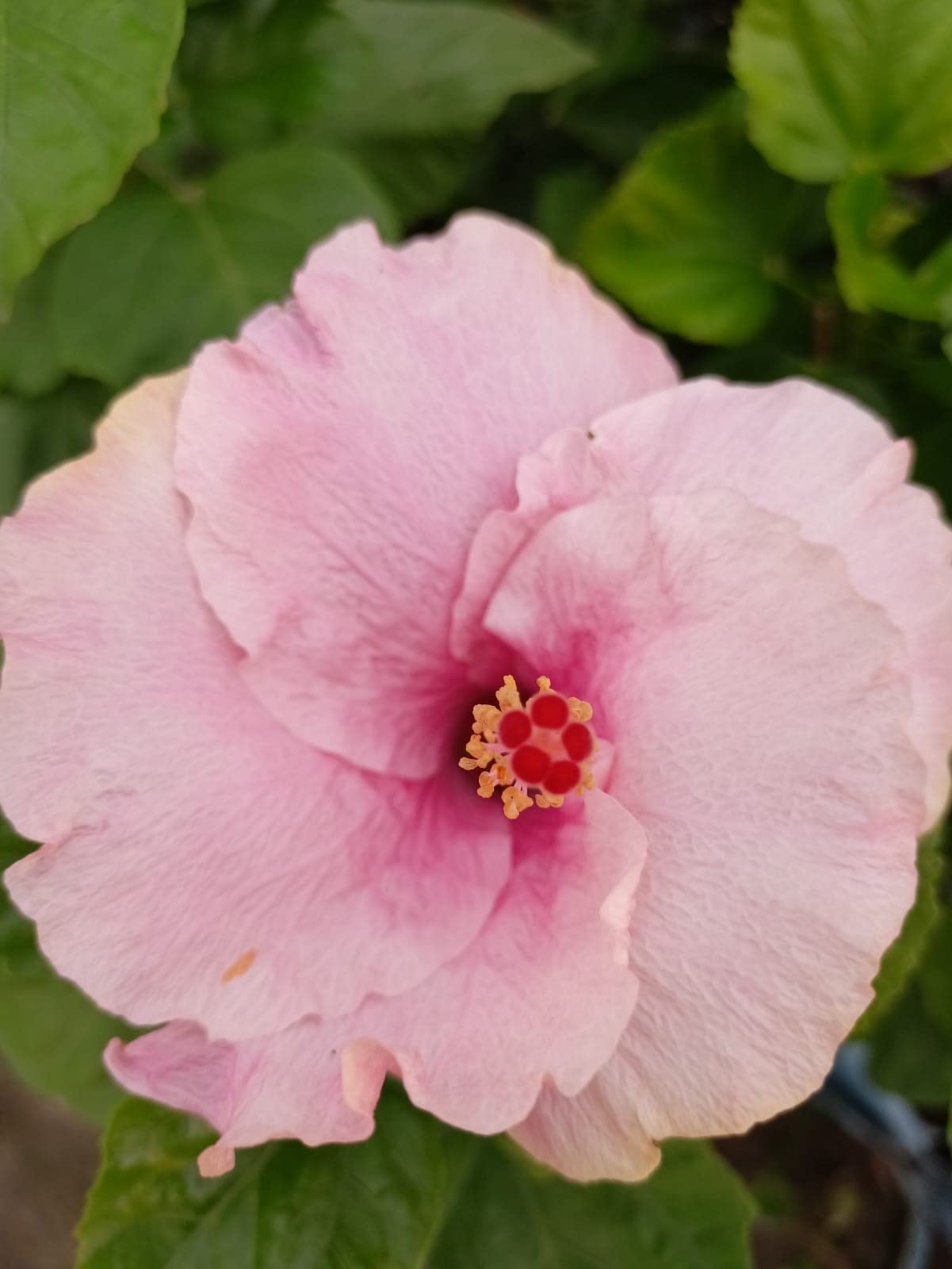 HIBISCUS FLOWER LIVE PLANT H