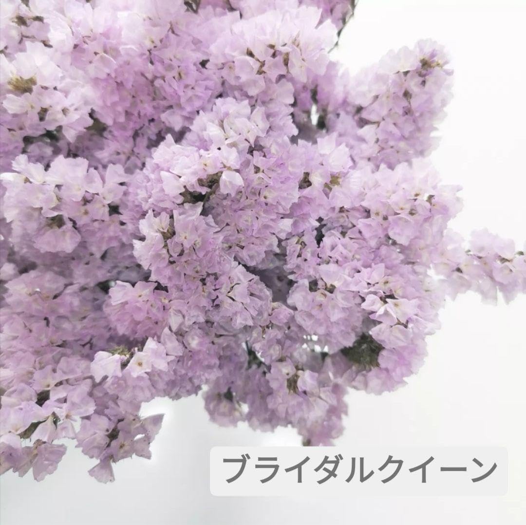 Amazon | ブライダルクイーン スターチス ドライフラワー | ノー