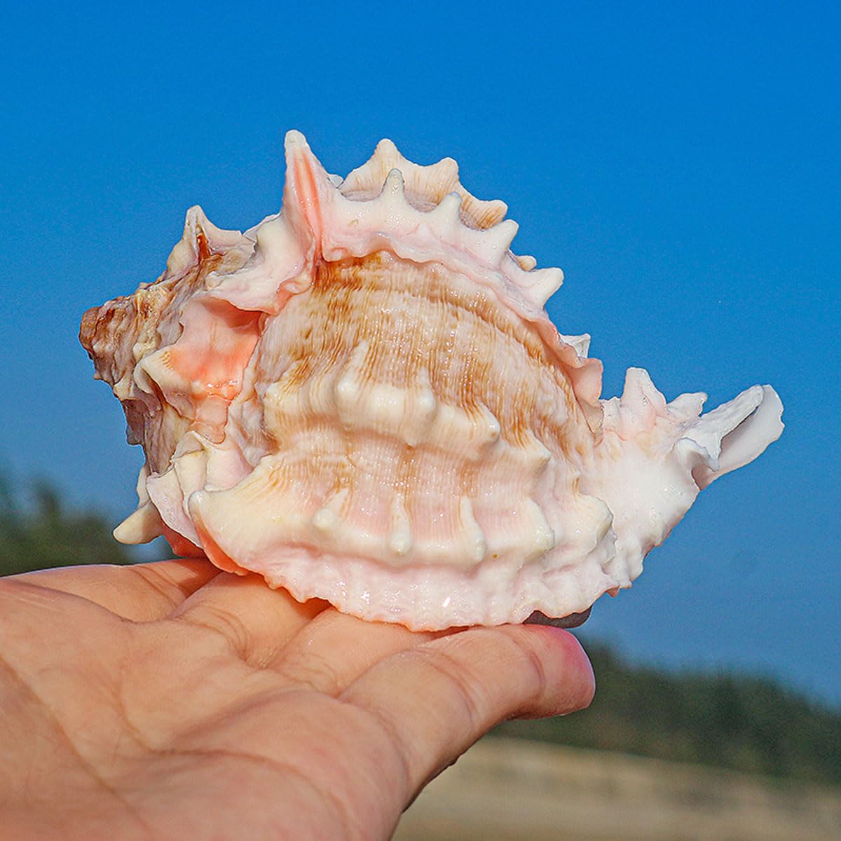 Grandi conchiglie naturali decorative(9~10cm)