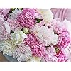 Amazon.com : Whopper Peony - Raspberry and White - Fluffy Bomb Variety ...