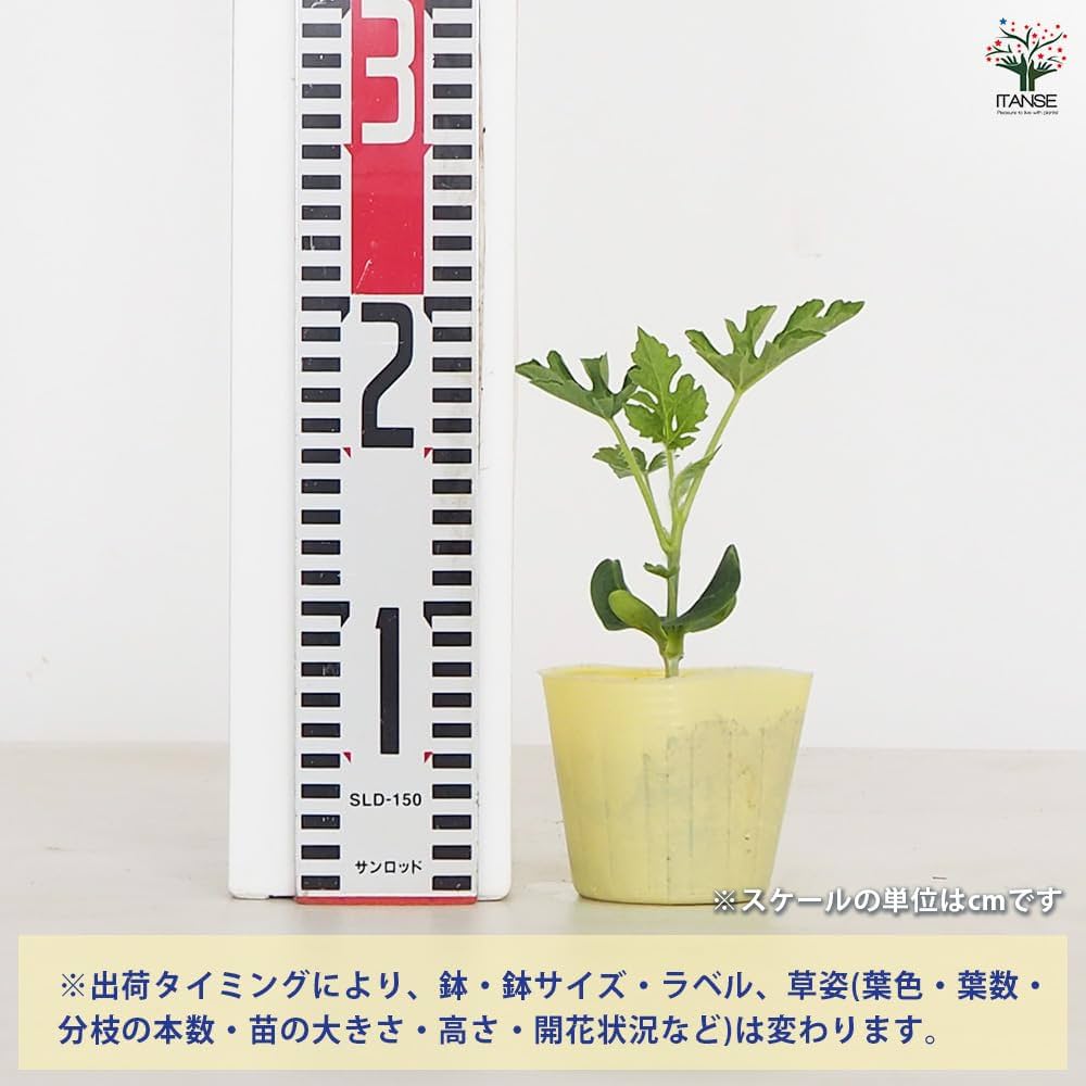Amazon.co.jp: ITANSE すいかの苗 黄大玉スイカ(品種