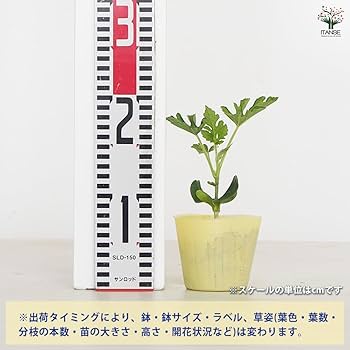 接木スイカ苗　2品種合計35本 接木スイカ苗 2品種合計35本 接木スイカ苗 2品種合計35本