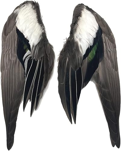 Alas de pato completas por par (alas Wigeon de grado #1)