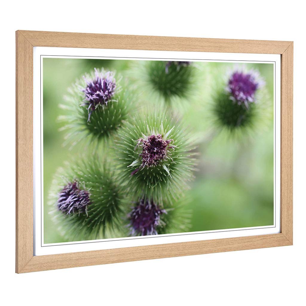 Big Box Art Framed Print of Purple Flower Globe Thistles Design | Wall Art Picture | Home Decor for Kitchen, Living, Dining Room, Bedroom, Hallway, Office, Oak, A2 / 24.5x18 Inch / 62x45cm