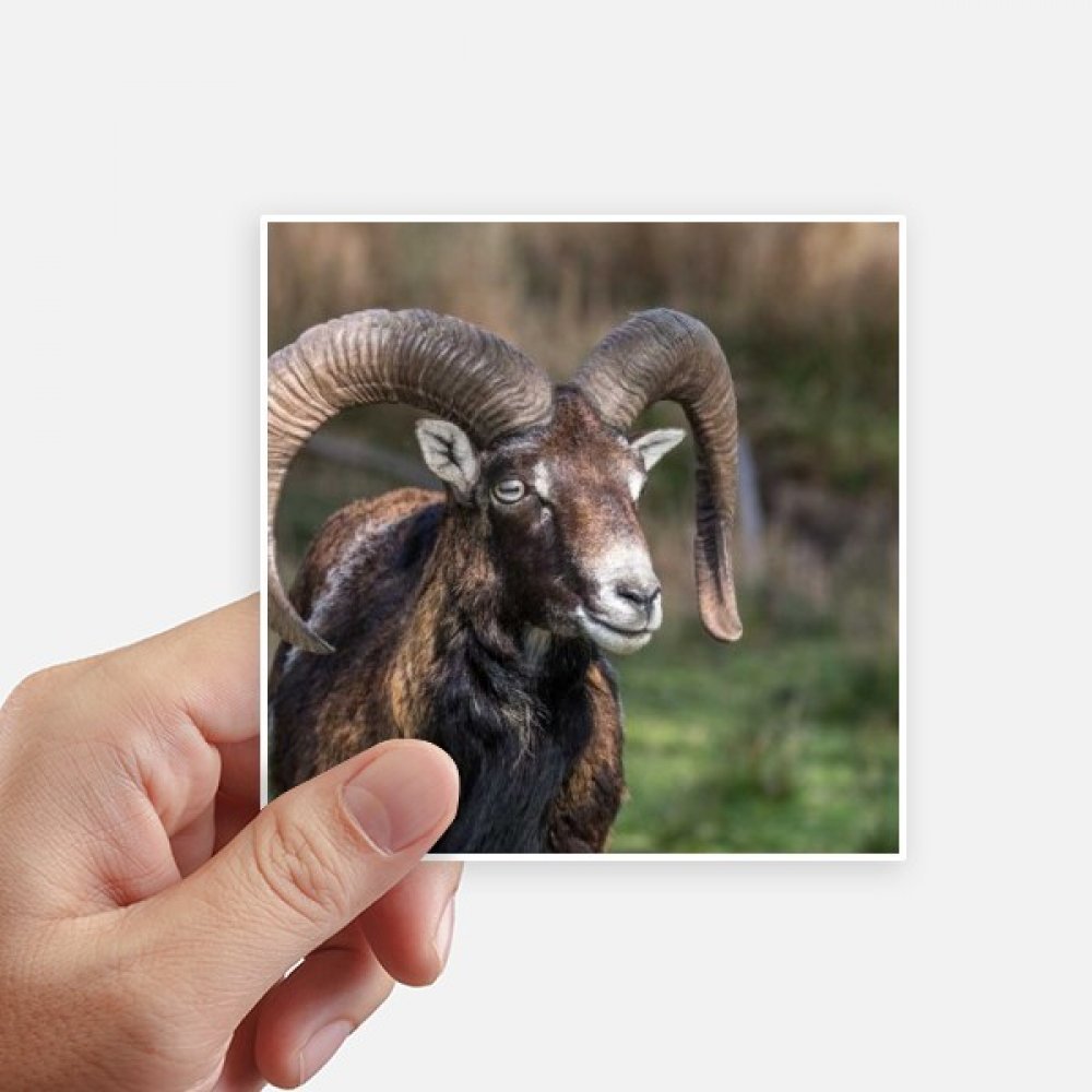 Autocollant carré motif sciences forestières design de haute qualité