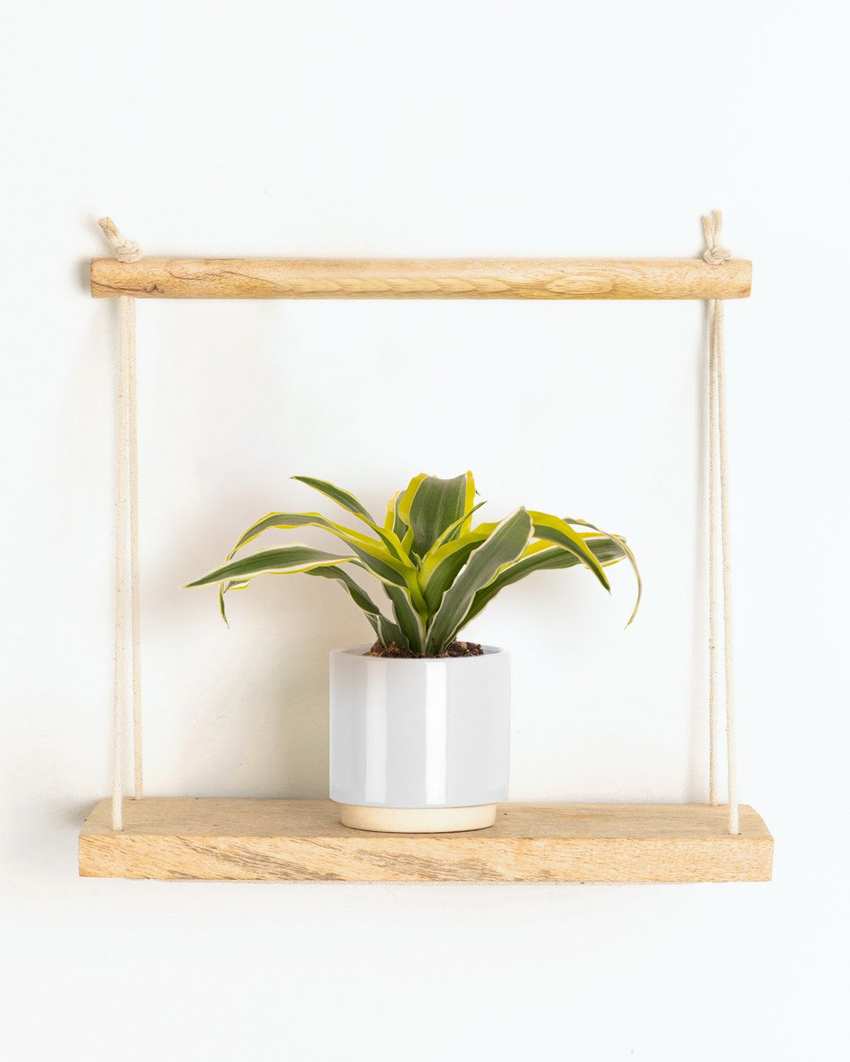 Prickle Plants Lil' Dragon Lemon Lime - Indoor Decorative Houseplant with Distinctive Foliage, Easy Care Plant for Home or Office Spaces (10-20cm incl. 6cm Pot)