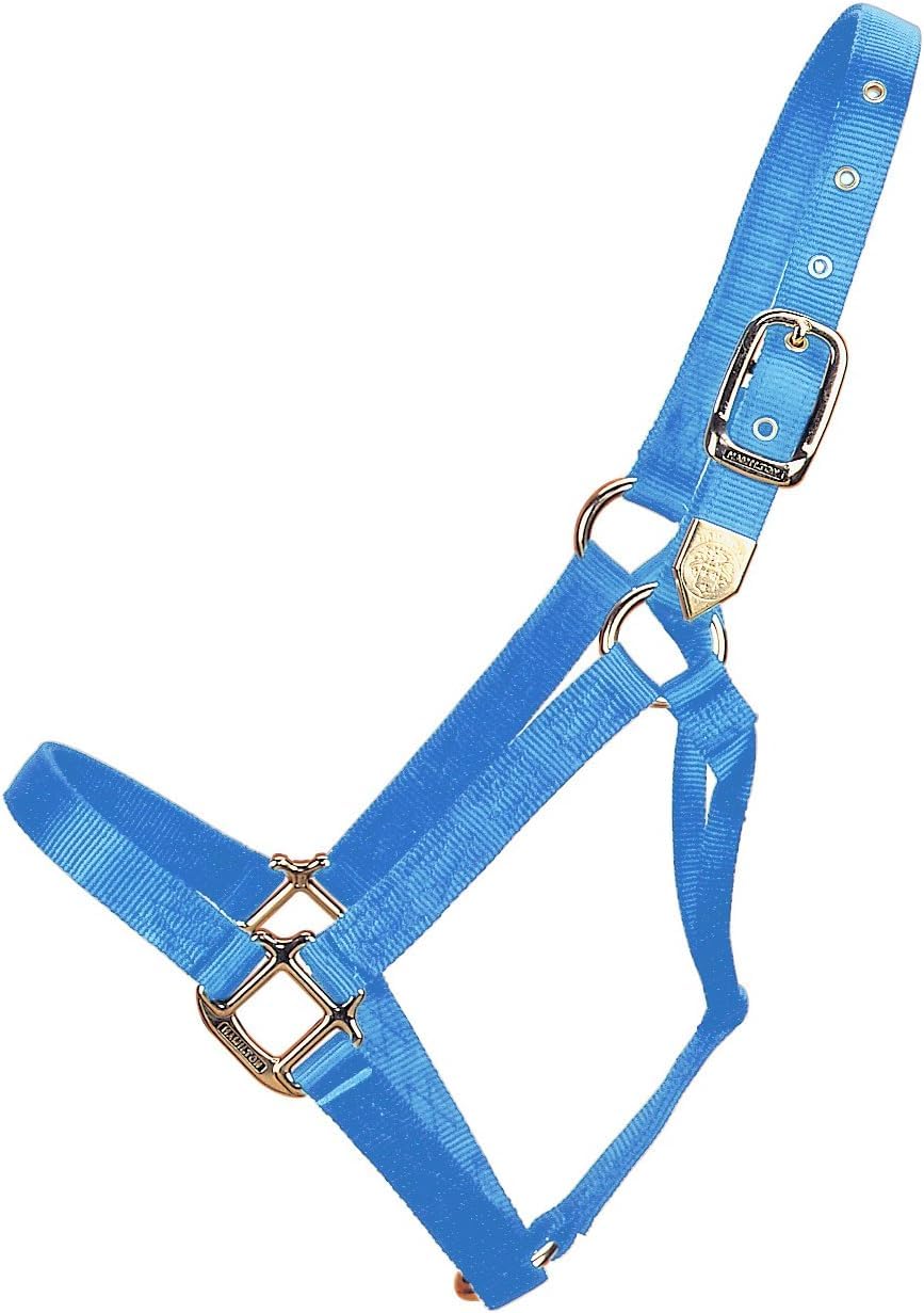 Halter Hamilton en nylon 2,5 cm pour la sécurité de votre cheval