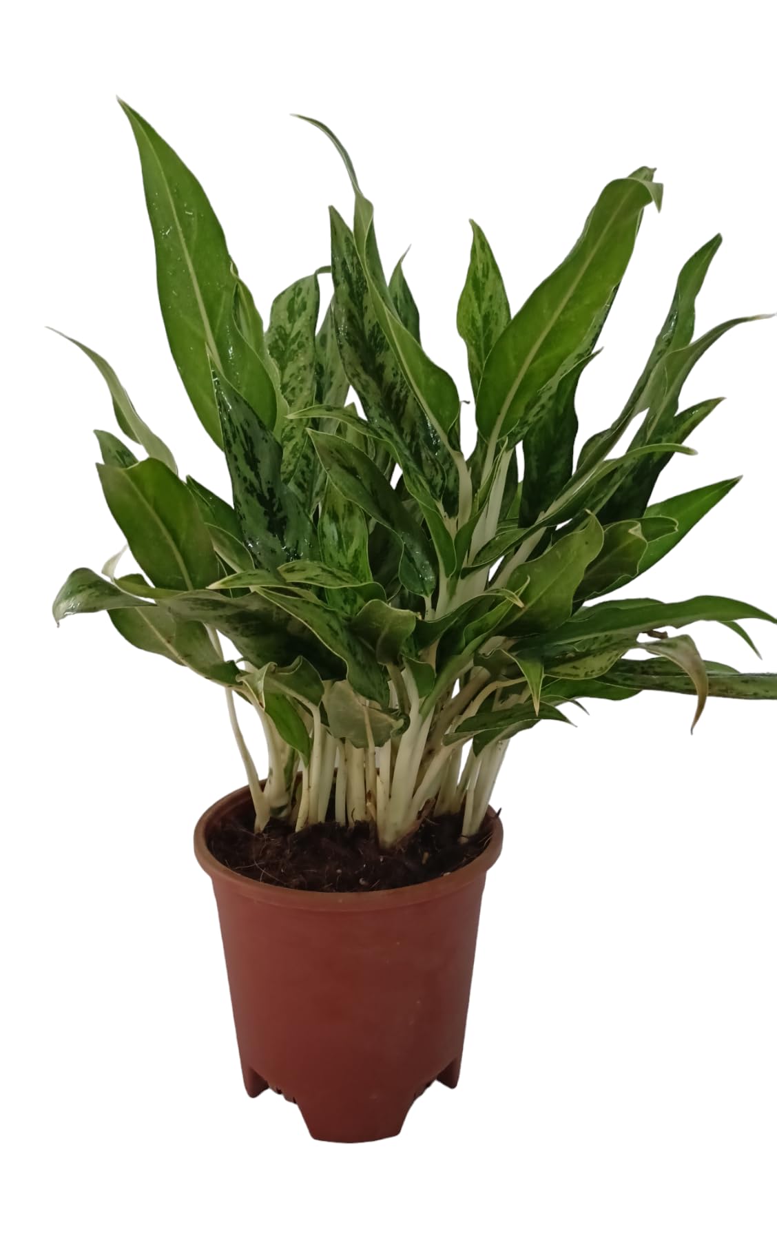 Chinese evergreen & aglaonema juliette : Amazon.in: Garden & Outdoors