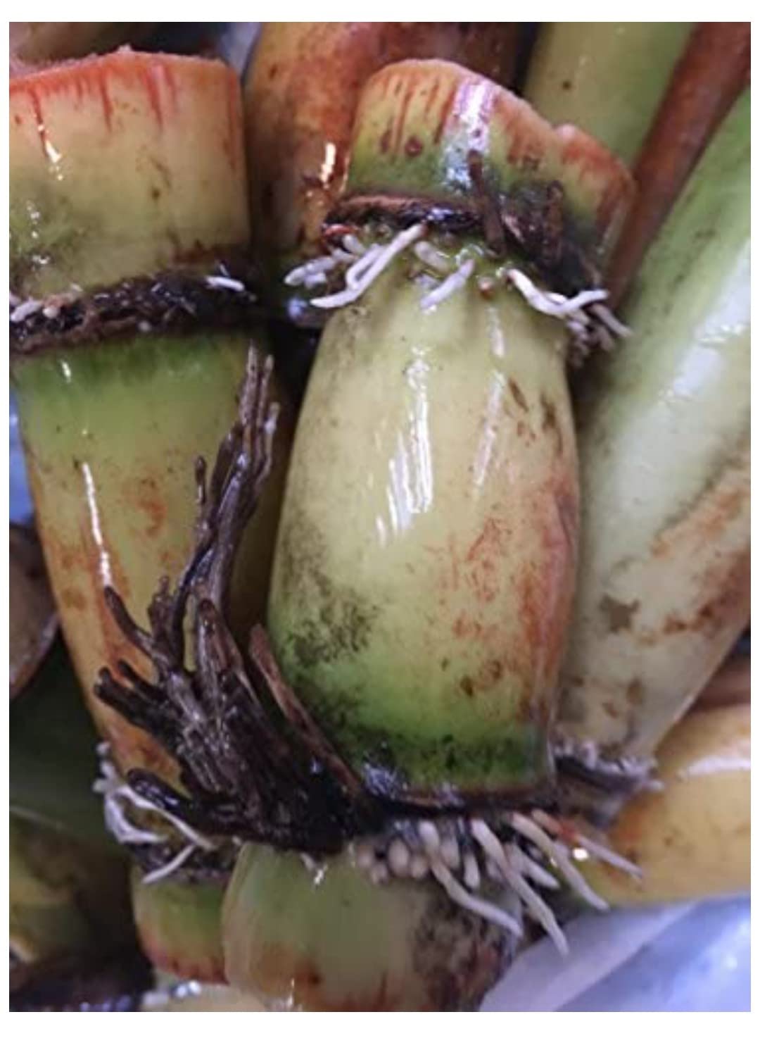 Josan Brothers Organic Farm Sugarcane Root Stock Organic Germinated Healthy 84 Variety (50 Pcs) (B0B54VM3NV) Amazon Price History, Amazon Price Tracker