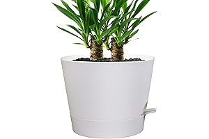 Self-Watering Utopia: Embrace a Verdant Oasis with Our 12-Inch Plant Haven