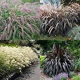 2 Mixed Fountain Grass Live Plants, Perennial Grass Clumps for Outdoor Landscaping Growing, Ornamental Grasses Ready to Grow 4-9 Inches