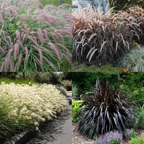 2 Mixed Fountain Grass Live Plants, Perennial Grass Clumps for