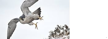 そして不死鳥はよみがえる ハヤブサ降臨 ハヤブサ降臨そして不死鳥はよみがえる | ハヤブサ |本 | 通販