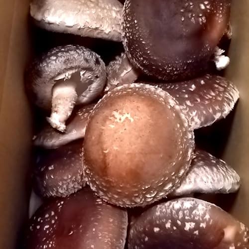 [年内出荷]原木椎茸「金山かぐや」射水市金山産 /おせち材料 正月 料理 きのこ 野菜 山菜/富山県射水市 ※北海道・沖縄・離島への配送不可 ※2025年12月中旬〜2026年4月下旬頃に順次発送予定