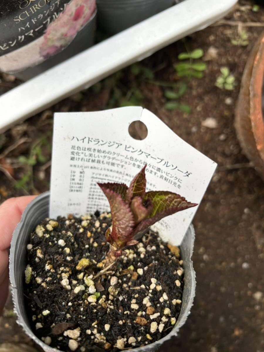 Amazon.co.jp: 紫陽花 ピンク マーブルソーダ 花の苗 アジサイ 