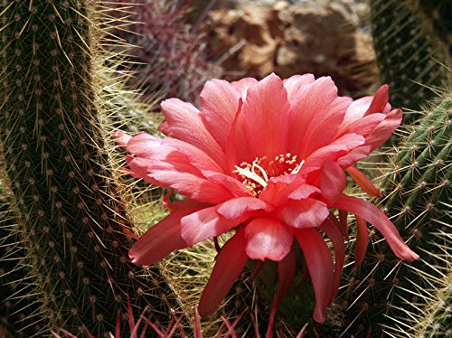 Geosism & Nature Trichocereus huascha 65 cm, Cactus, Plante succulente