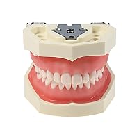 Vista 6 de Typodont Teeth Model Kilgore NISSIN 200 Type Detachable Removable 28pcs Screw-in Teeth Model with Screwdriver Suitable Teaching Dental Students