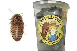 100 Medium Dubia Roaches - Reptile Food Approved