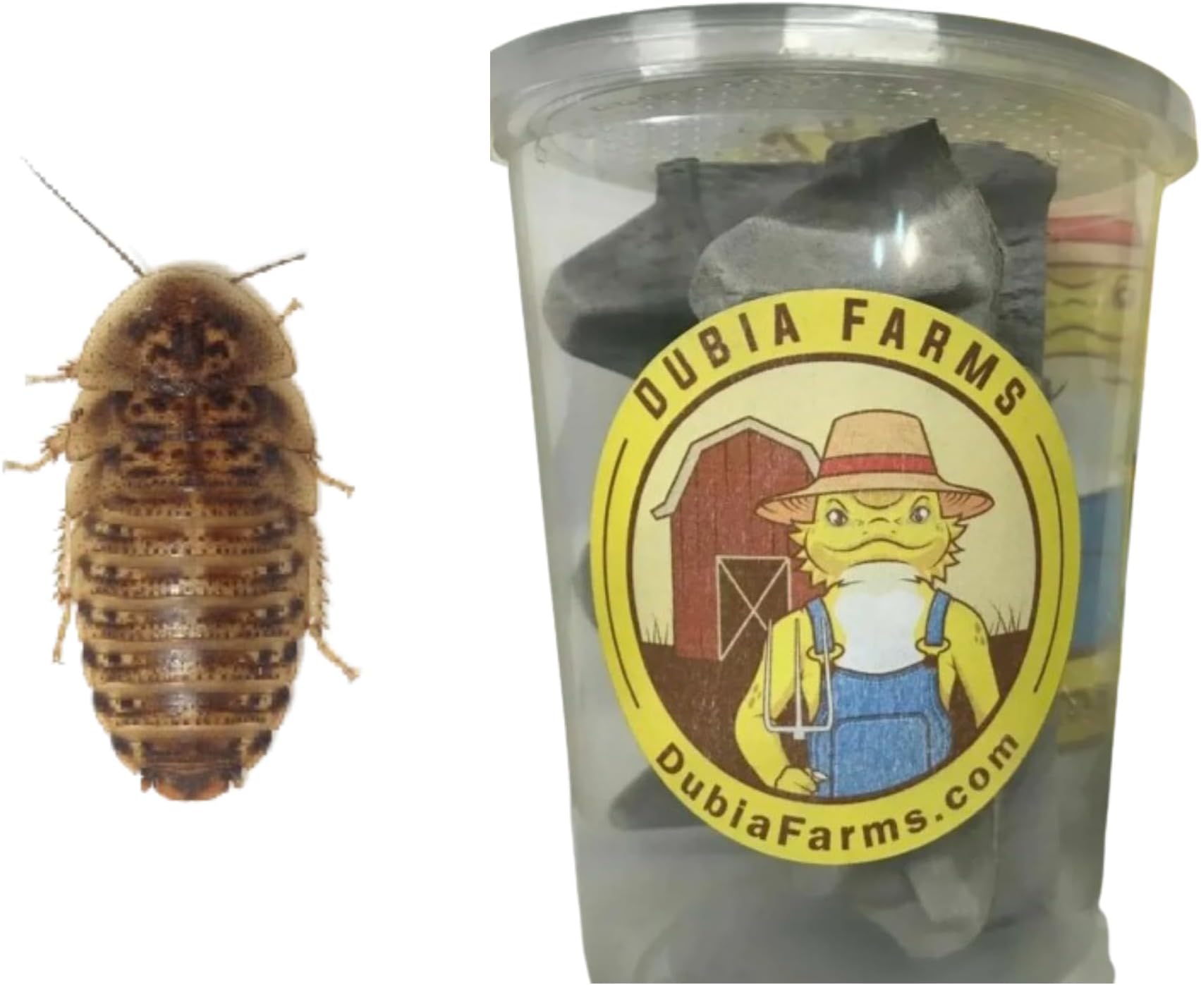 DUBIA FARMS 100 Extra Small Live Dubia Roaches from in