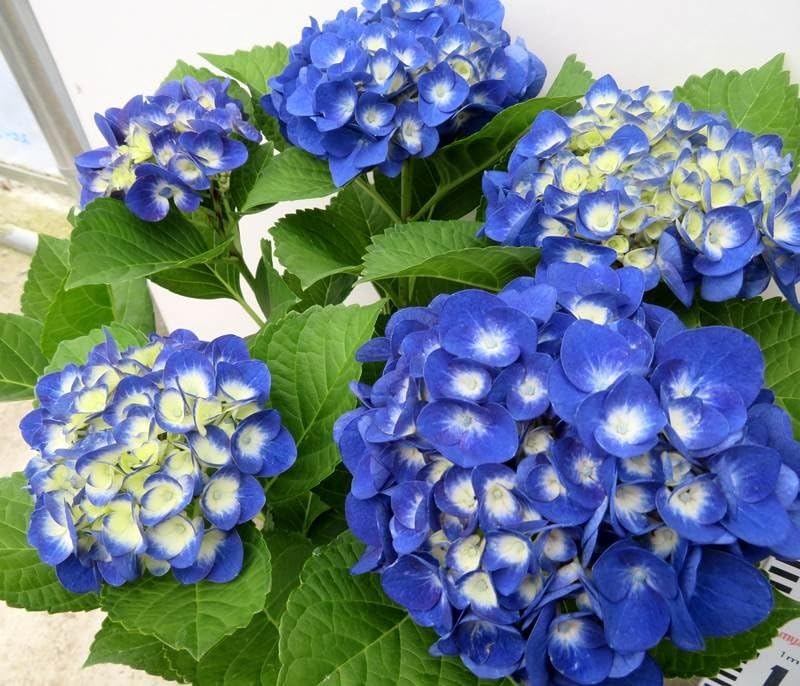 Image of Hydrangea Blue Live Flowering Plant with Pot | Hortensia Plant Live | Blue Hydrangea Shrub for Home Garden Balcony Terrace Outdoor