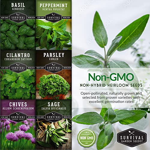 Hydroponics Herb Seed Collection For Planting - Curled Parsley, Sage, Chives, Peppermint, Cilantro & Genovese Basil Herbs For Any Indoor Gardening System- Non-Gmo Heirloom Survival Garden Seeds #TOP4