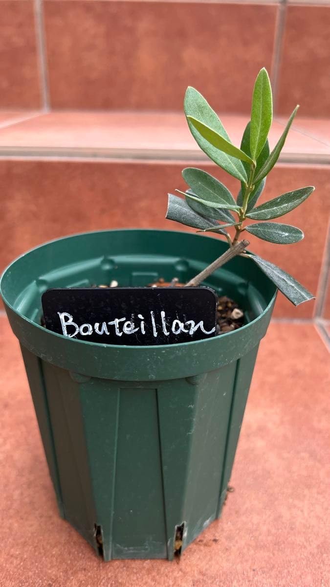 超希少　オリーブ　ブテイヤン　4号ロングスリット苗 超希少 オリーブの木 ブテイヤン 4号ロングスリット苗 超希少 オリーブ