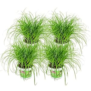 ZynesFlora Cyperus Zumula – 4 Stuks – Kattengras – Ø 12 cm – Hoogte: 25-30 cm – Cyperngras Kamerplant