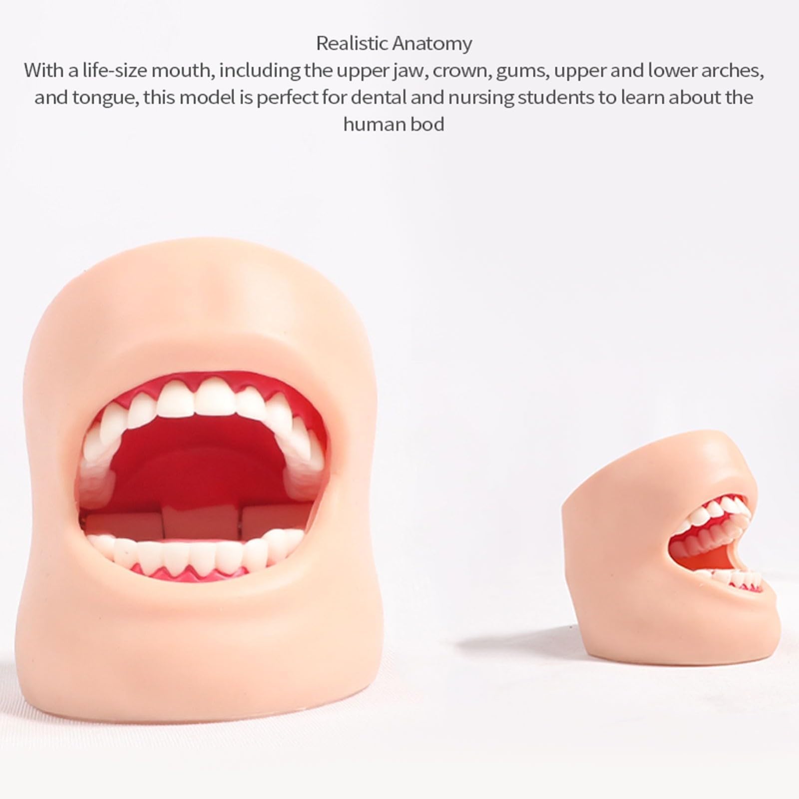 Dentystyczne modele dentystyczne do nauczania modeli dentystycznych modeli do pielęgnacji zębów (z policzkami)