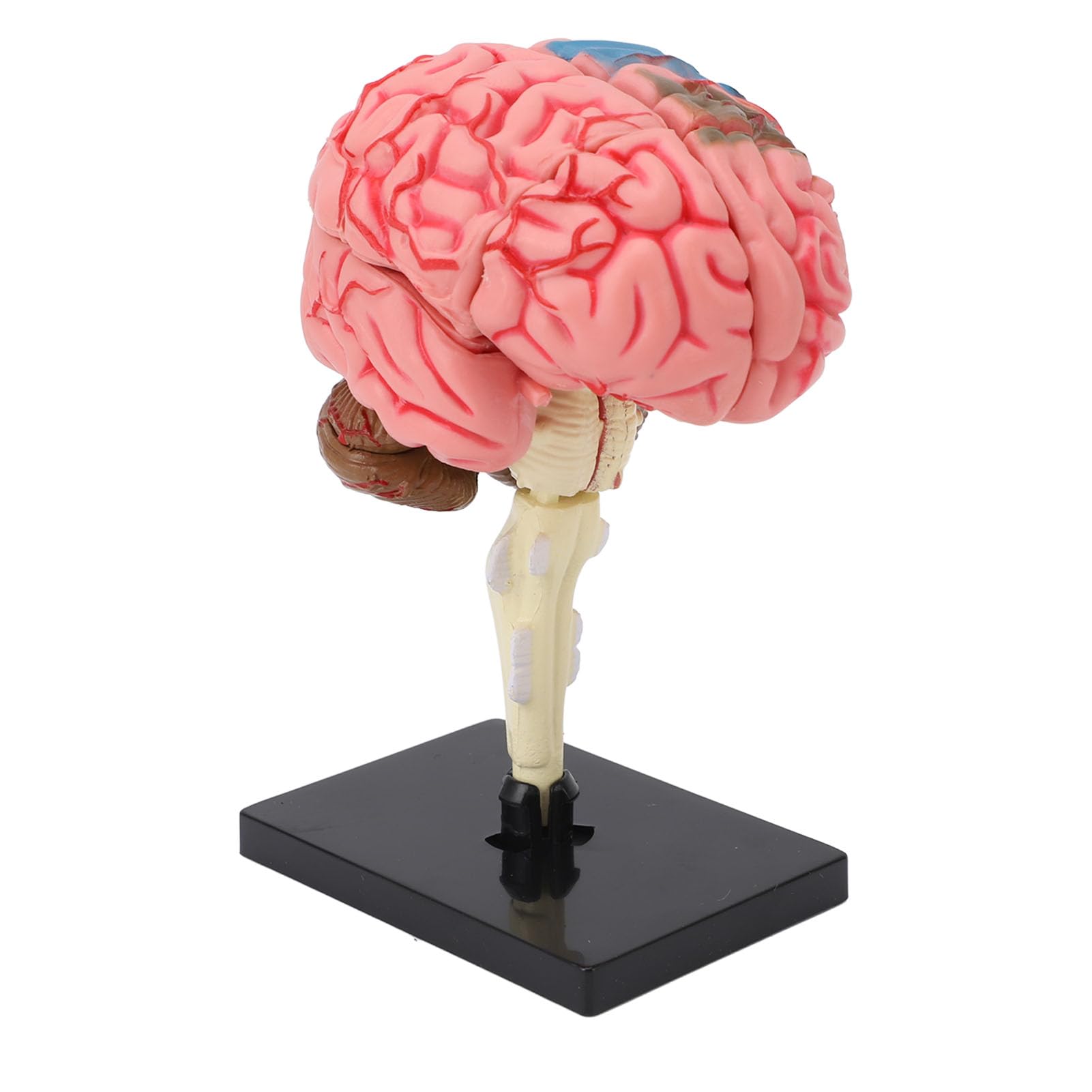 Naroote Model Ludzkiego Mózgu, Plastikowy, Zdemontowany Model Ludzkiego Mózgu 4D Naturalnej Wielkości z Etykietami i kolorową identyfikacją, Stabilny Anatomiczny Podstawy do Nauczania Neuronauki
