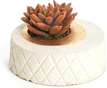 Shop Succulents Concrete Pineapple Planter in Bronze, Cement Pots for Succulent Plants Modern Home Decor, Gold