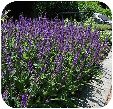 Catmint Nepeta faassenii 'Six Hills Giant' x 6 Plug Plants