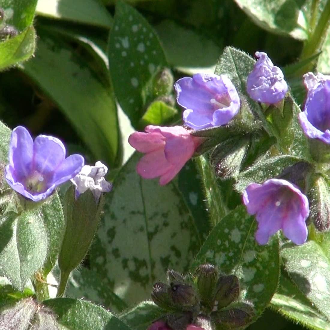 12 unità Pulmonaria Saccharata 'Mrs Moon' - Polmonaria 'Mrs Moon' Vaso 9x9cm ±1 m² - Polmonaria con Fiori Rosa e Fogliame Elegante